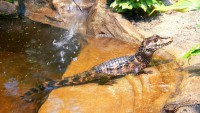 /album/fotogalerie-zoo-ohrada-hluboka-nad-vltavou/kajmanek-trpaslici-jpg/